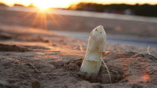 Wie viel wächst ein Spargel übers Wochenende?