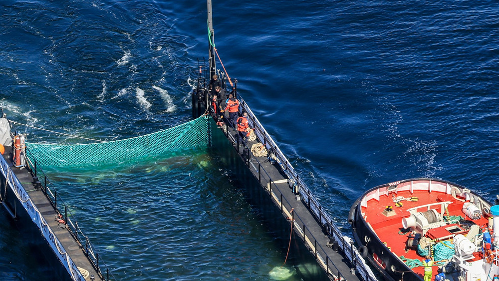 Weitere Entwicklung zum Buckelwal auf dem Weg aus der Ostsee