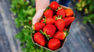 Warum Erdbeeren teurer werden als erwartet