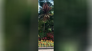 Kurioser Diebstahl: 25 Jahre alte Palme in Lauterbach geklaut