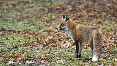 Fuchs in Northeimer Innenstadt beißt kleines Mädchen