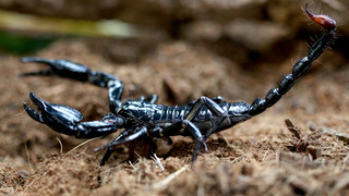 Skorpion sticht Frau beim Öffnen von Päckchen in Marburg