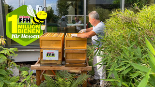 1 Million Bienen für Hessen: So geht's den FFH-Bienenstöcken