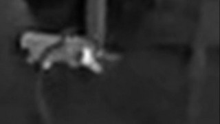 Schleicht hier eine Großkatze durch Rheinland-Pfalz? Amateuraufnahmen zeigen katzenartiges Tier