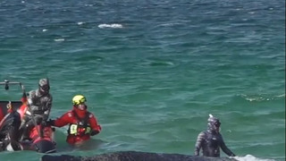 Rettung für gestrandeten Wal? Bagger kämpfen um sein Leben