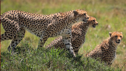 Mehr Schutz für 40 Tierarten