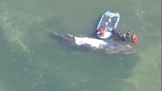 Gestrandeter Buckelwal: Sandsäcke für Barriere zum Flachwasser