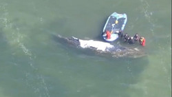 Gestrandeter Buckelwal: Sandsäcke für Barriere zum Flachwasser