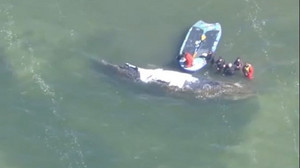 Gestrandeter Buckelwal: Sandsäcke für Barriere zum Flachwasser