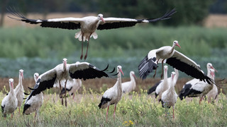Storchenschwärme zieht es zur Büttelborner Mülldeponie