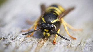 Wespen töten in Hessen: Drohen wirklich hohe Strafen?