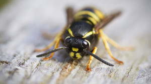 Wespen töten in Hessen: Drohen wirklich hohe Strafen?