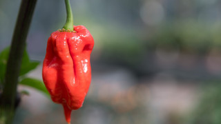 Gießen: Elfjähriger isst "Hot Chip" und muss ins Krankenhaus