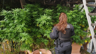 Polizei findet Marihuana-Plantage in Amöneburg