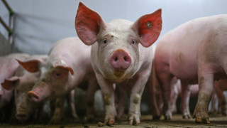 Feuer in Riedstadt: Waren einige Schweine schon vorher tot?