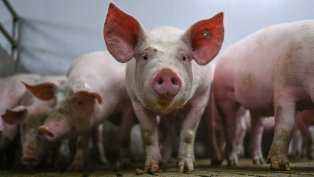 Hunderte Schweine starben durch den Brand in einem Mastbetrieb in Riedstadt-Wolfskehlen 