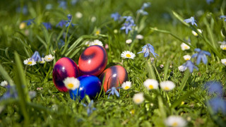 Osternest-Suche für ukrainische Flüchtlingskinder in Annelsbach