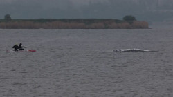 Rettungsaktion: Initiative optimistisch - Wal atmet tiefer