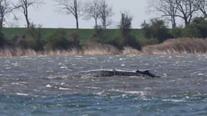 Tun oder lassen – was ist das Beste für den Wal vor Poel?