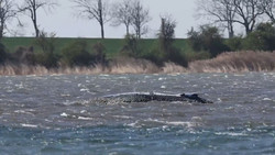 Tun oder lassen – was ist das Beste für den Wal vor Poel?