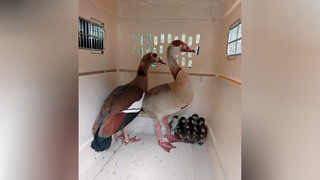 Tiere watscheln durch Kassel: Gänsefamilie löst Polizeieinsatz aus