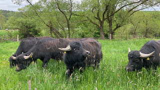 Wasserbüffel als Landschaftspfleger an der Lahn in Marburg