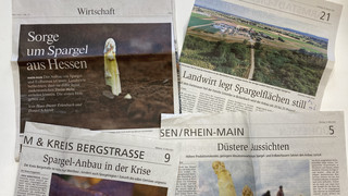 Beginn der Spargel-Ernte in Hessen: Weniger Ernte - Preise stabil