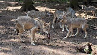 "Tag des Wolfes" im Wildpark Alte Fasanerie Hanau