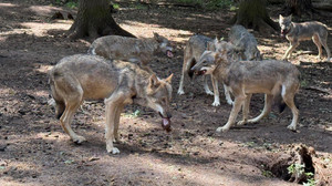 "Tag des Wolfes" im Wildpark Alte Fasanerie Hanau