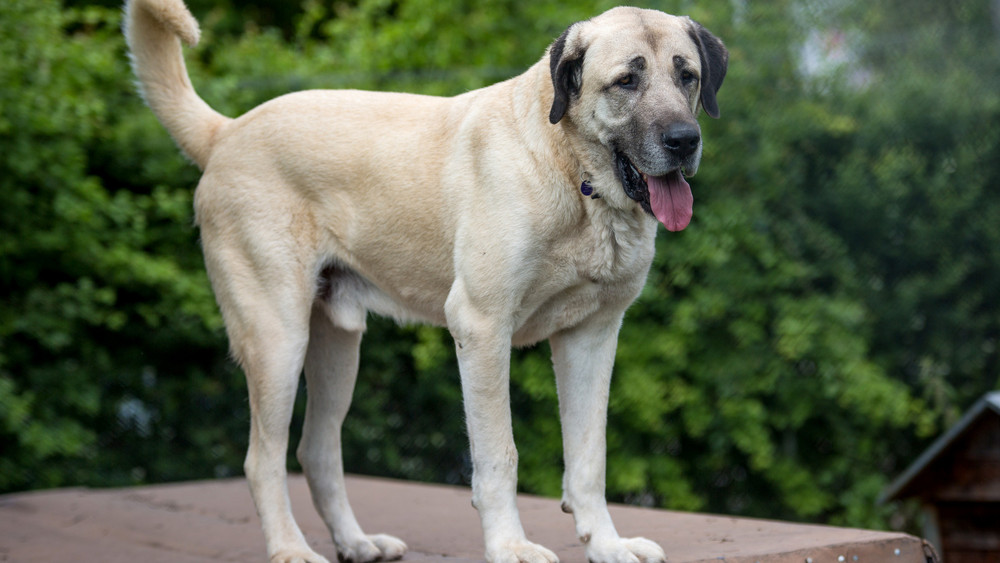 Ein Kangal ist ein türkischer Hirtenhund. In einigen Bundesländern gilt er als Listenhund. Ihm wird die größte Bisskraft unter den Hunden zugeschrieben. Manche Exemplare erreichen eine Nackenhöhe von 80 Zentimetern. (Zum Vergleich: Tische sind um die 70-75 Zentimeter hoch)