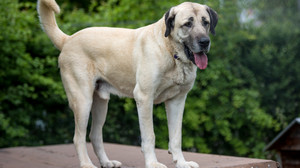 Betrunkener steigt ins Tierheim Cappel ein: Meet-and-Bite mit Kangal