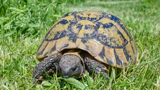 Dreister Diebstahl in Oestrich-Winkel: Schildkröten geklaut