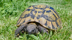 Dreister Diebstahl in Oestrich-Winkel: Schildkröten geklaut
