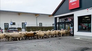 Rund 50 Schafe spazieren in unterfränkischen Penny-Markt