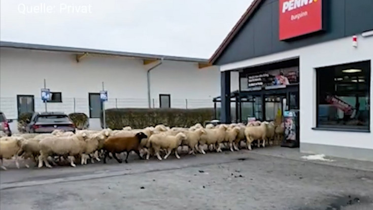 50 Schafe im Penny in Burgsinn: Schäfer kann sich nun freuen