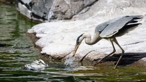Grundlegender Umbau im Frankfurter Zoo: Plan für moderne Tierhaltung