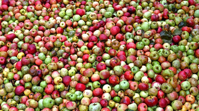 Keltereien in Hessen starten Saison Jeder Apfel zählt