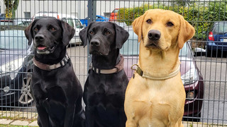 Kreuz & Quer am 16.10 - Tierische Lebenshelfer und kreativ Stromsparen