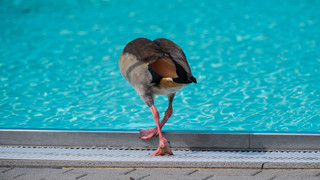 Wildgans-Alarm in Schwalbach: Naturbad in großen Teilen geschlossen