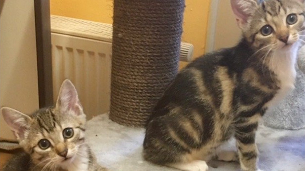 Zwei Katzenbabys wurden aus dem Tierheim entführt