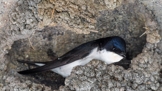Schwalbennester nicht entfernen: Hohe Strafe droht