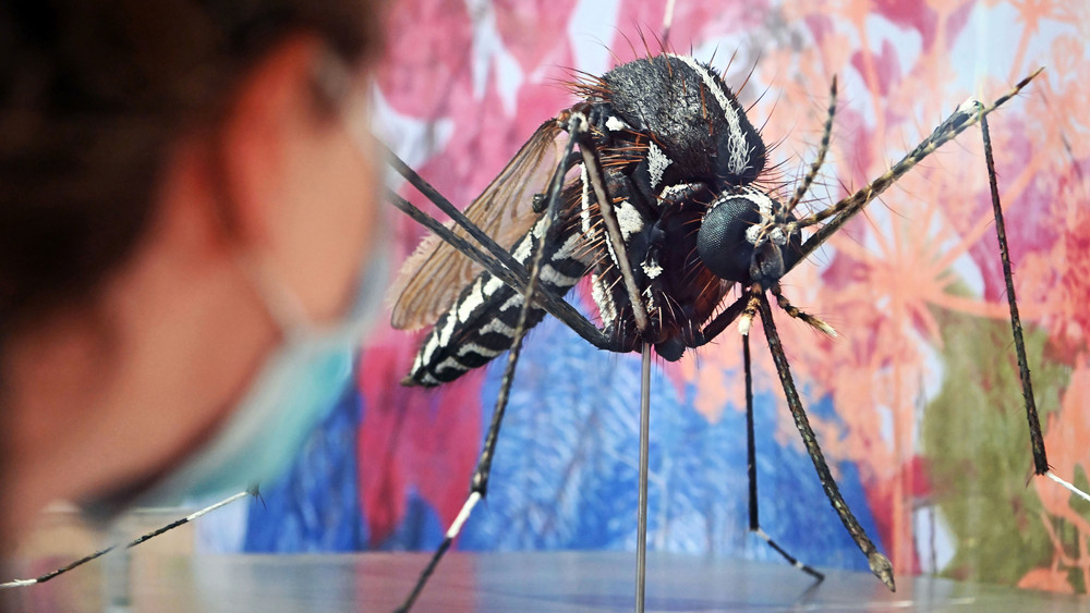 Ein übergroßes Modell einer asiatischen Tigermücke im Staatlichen Museum für Naturkunde Karlsruhe (Archivbild).