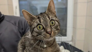 Auf Rastplatz "Am Pommer" an der A7 - Katze sucht ihr Herrchen