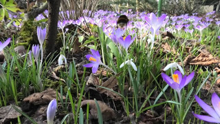 Dank Hoch «Iackl»: Der März startet frühlingshaft mild mit viel Sonne