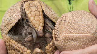 Artenschutzkampagne: Gürteltier ist "Zootier des Jahres"