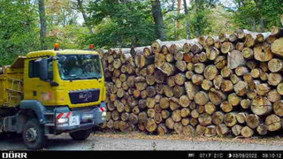 Holzdiebe in Hessen unterwegs: Händler macht 50.000€ Verlust