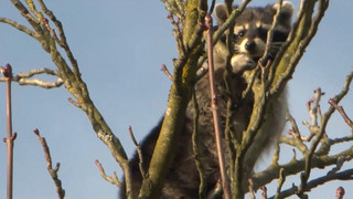 Tagelang in Schwetzinger Baum festgesteckt: Wäschbar muss gerettet werden
