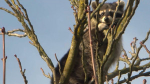 Tagelang in Schwetzinger Baum festgesteckt: Wäschbar muss gerettet werden