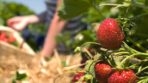 Preise für Erdbeeren gestiegen