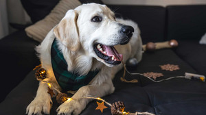 Silvester mit Hund: Tipps gegen Angst vor Feuerwerk